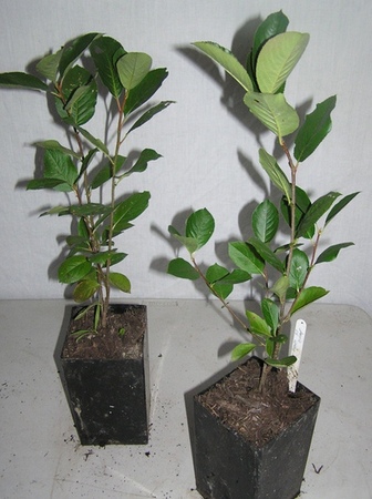 Rastlinocka, Rastlinockalati, Temnoplodec �ern� Aronia, Black chokeberry, Chokeberry