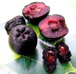 Rastlinocka, Rastlinockalati, Temnoplodec �ern� Aronia, Black chokeberry, Chokeberry