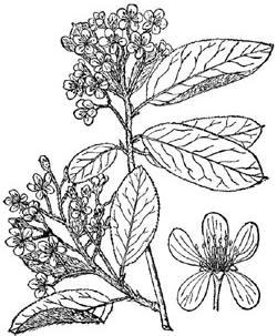 Rastlinocka, Rastlinockalati, Temnoplodec �ern� Aronia, Black chokeberry, Chokeberry