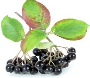 Rastlinocka, Rastlinockalati, Temnoplodec �ern� Aronia, Black chokeberry, Chokeberry