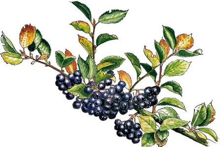 Rastlinocka, Rastlinockalati, Temnoplodec �ern� Aronia, Black chokeberry, Chokeberry