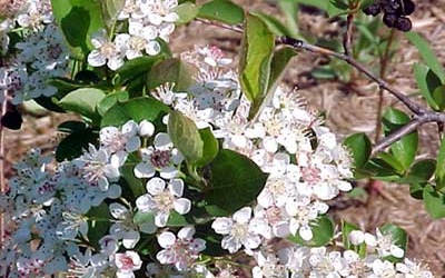 Rastlinocka, Rastlinockalati, Temnoplodec �ern� Aronia, Black chokeberry, Chokeberry