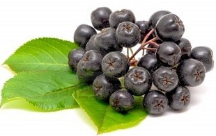 Rastlinocka, Rastlinockalati, Temnoplodec �ern� Aronia, Black chokeberry, Chokeberry