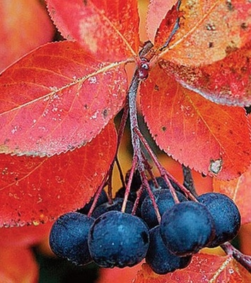 Rastlinocka, Rastlinockalati, Temnoplodec �ern� Aronia, Black chokeberry, Chokeberry