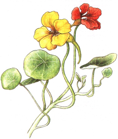 Kapuc�nka v��ia, Tropaeolum majus, Licho�e�i�nice v�t�� Garden Nasturtium, Monks Cress