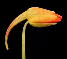 Kapuc�nka v��ia, Tropaeolum majus, Licho�e�i�nice v�t�� Garden Nasturtium, Monks Cress