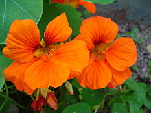 Kapuc�nka v��ia, Tropaeolum majus, Licho�e�i�nice v�t�� Garden Nasturtium, Monks Cress