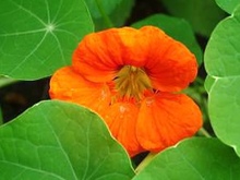 Kapuc�nka v��ia, Tropaeolum majus, Licho�e�i�nice v�t�� Garden Nasturtium, Monks Cress