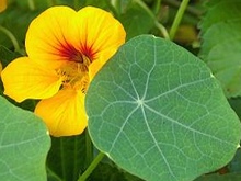Kapuc�nka v��ia, Tropaeolum majus, Licho�e�i�nice v�t�� Garden Nasturtium, Monks Cress