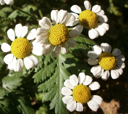 Kr�lik ru�ov� (Rimbaba oby�ajn�), Tanacetum parthenium, �imbaba obecn� (Kopretina �imbaba) Feverfew