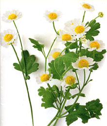 Kr�lik ru�ov� (Rimbaba oby�ajn�), Tanacetum parthenium, �imbaba obecn� (Kopretina �imbaba) Feverfew